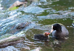 Wassergarten mit Tieren