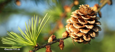 Baum des Jahres 2012 - die Lärche