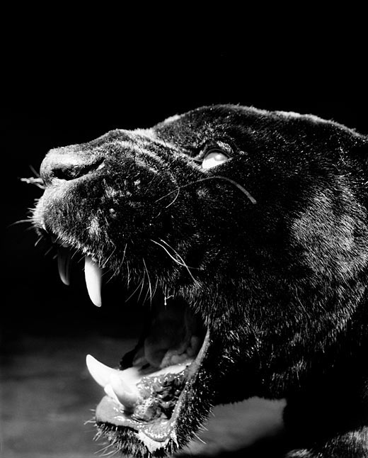Jaguar. Foto: Gary Heery