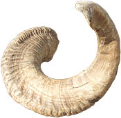 Horn