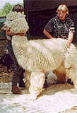 Alpaka Wolle weiss
