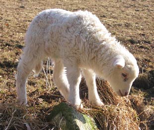 Ein Waldschaf auf Entdeckungstour