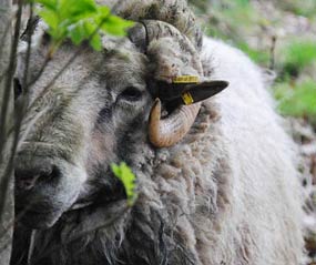 Steinschaf Gandalf der Graue