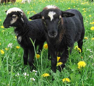 Steinschaf Lämmer Chassey und Leopold