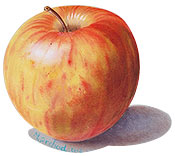 Stilleben Apfel
