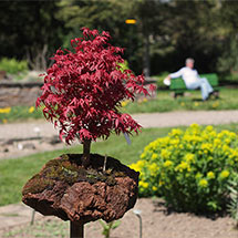 Gartenstelen Bonsai