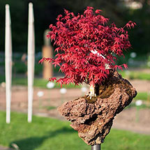 Garten - Mikrokosmen Sting