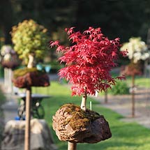 Garten - Mikrokosmen Sting