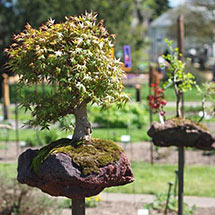 Garten - Mikrokosmen Sting