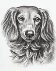 Hunde-Portrait