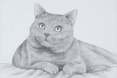 Katzenportrait