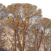Lesley Richmond - Bäume aus Textilien